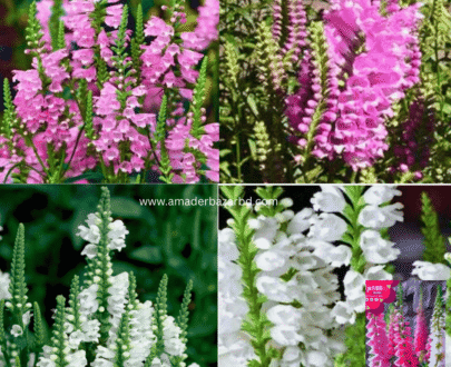 False Dragonhead বা Obedient Plant