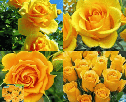 Yellow Rose