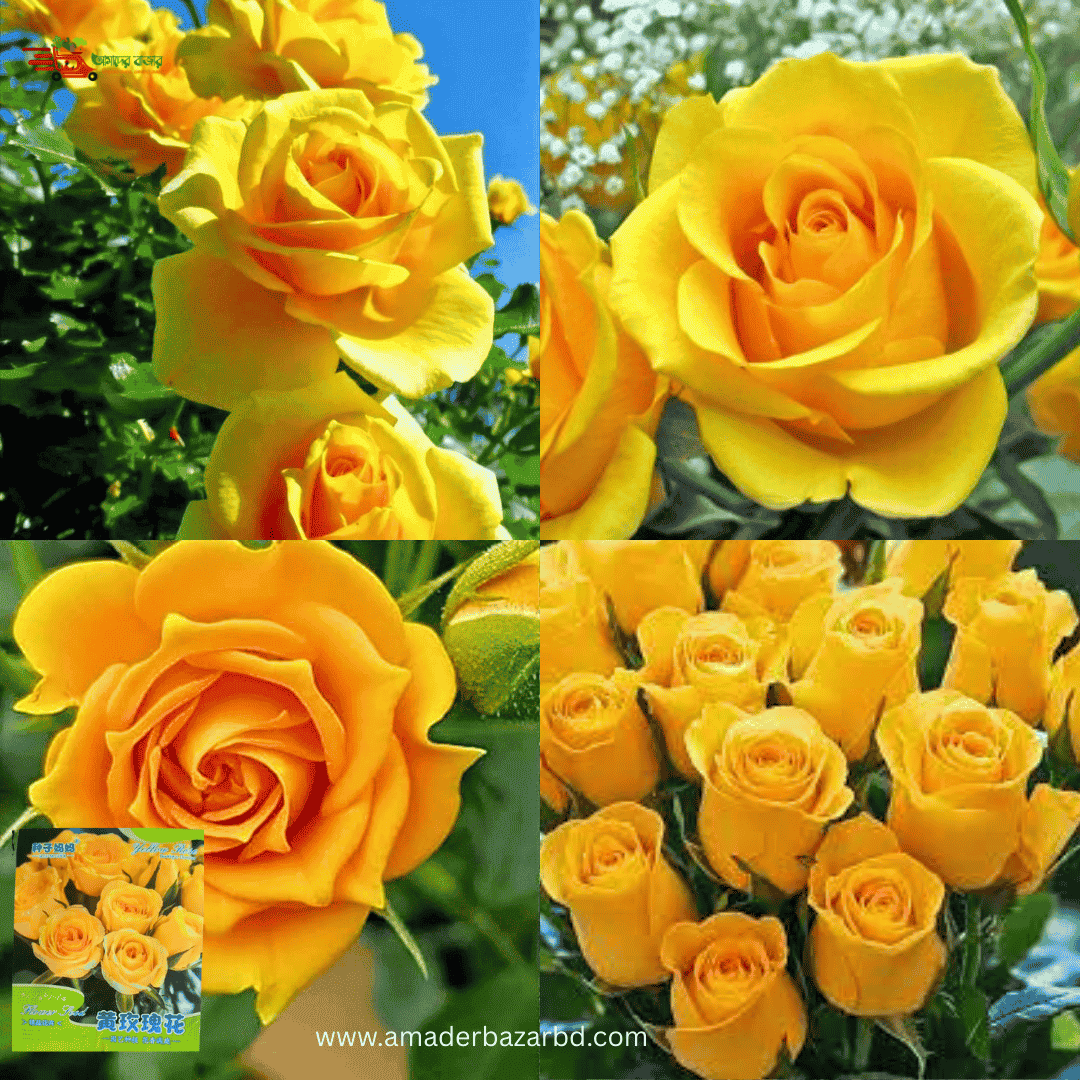 Yellow Rose