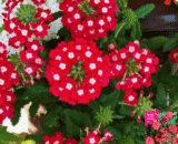 Cherry Blossom – স্যাকুরা