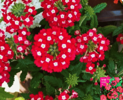 Cherry Blossom – স্যাকুরা