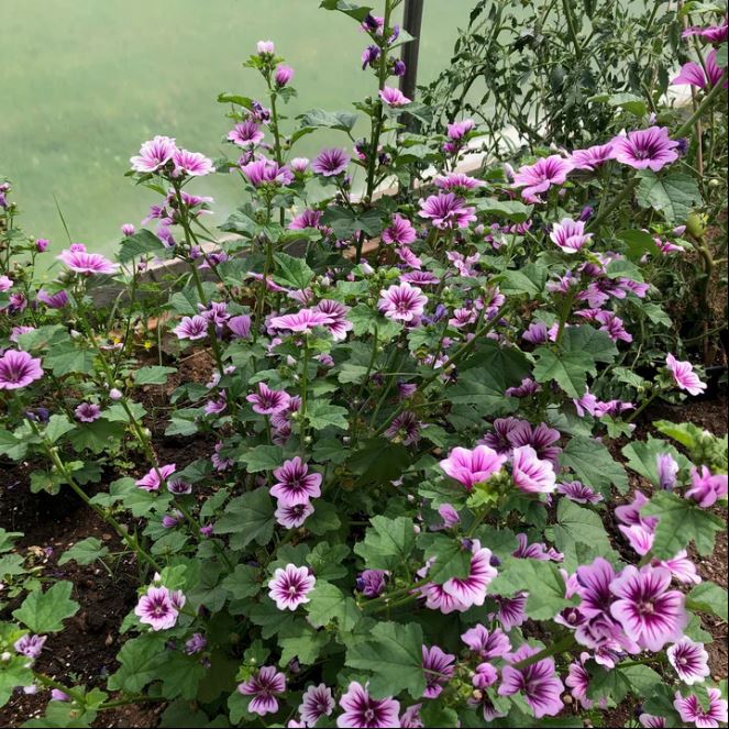 Mallow - মালো ফুল (প্রায় ২০০ বীজ) আকর্ষণীয় ঘণ্টার মতো পাপড়ি আকৃতির যার ধূসর-বেগুনি স্ট্রাইপ মিশ্র ফুল খুবই নজরকাড়া। গাছ ৪০–১৪০ সেমি পর্যন্ত বৃদ্ধি পায়। লম্বা সময় ধরে ধারাবাহিক ফুল ফোটে (২–৩ মাস পর্যন্ত) । প্রাচীন চিকিৎসাশাস্ত্রে ফুল ছাড়াও এর পাতা ও কচি অংশ ঐতিহ্যগত ভেষজ গুণে ব্যবহৃত হয়ে থাকে। - Image 5