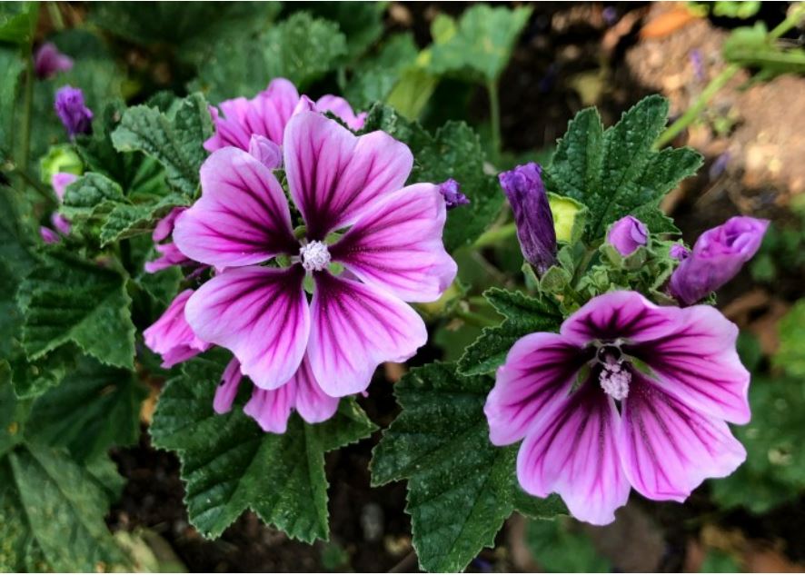 Mallow - মালো ফুল (প্রায় ২০০ বীজ) আকর্ষণীয় ঘণ্টার মতো পাপড়ি আকৃতির যার ধূসর-বেগুনি স্ট্রাইপ মিশ্র ফুল খুবই নজরকাড়া। গাছ ৪০–১৪০ সেমি পর্যন্ত বৃদ্ধি পায়। লম্বা সময় ধরে ধারাবাহিক ফুল ফোটে (২–৩ মাস পর্যন্ত) । প্রাচীন চিকিৎসাশাস্ত্রে ফুল ছাড়াও এর পাতা ও কচি অংশ ঐতিহ্যগত ভেষজ গুণে ব্যবহৃত হয়ে থাকে। - Image 3