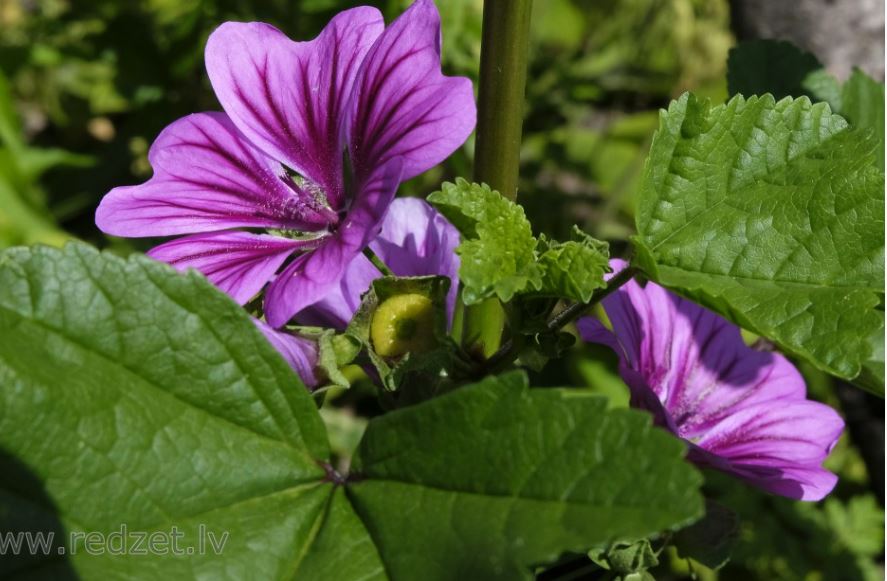 Mallow - মালো ফুল (প্রায় ২০০ বীজ) আকর্ষণীয় ঘণ্টার মতো পাপড়ি আকৃতির যার ধূসর-বেগুনি স্ট্রাইপ মিশ্র ফুল খুবই নজরকাড়া। গাছ ৪০–১৪০ সেমি পর্যন্ত বৃদ্ধি পায়। লম্বা সময় ধরে ধারাবাহিক ফুল ফোটে (২–৩ মাস পর্যন্ত) । প্রাচীন চিকিৎসাশাস্ত্রে ফুল ছাড়াও এর পাতা ও কচি অংশ ঐতিহ্যগত ভেষজ গুণে ব্যবহৃত হয়ে থাকে। - Image 6