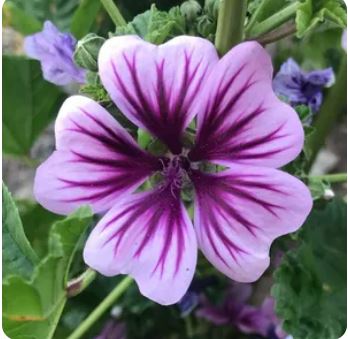 Mallow - মালো ফুল (প্রায় ২০০ বীজ) আকর্ষণীয় ঘণ্টার মতো পাপড়ি আকৃতির যার ধূসর-বেগুনি স্ট্রাইপ মিশ্র ফুল খুবই নজরকাড়া। গাছ ৪০–১৪০ সেমি পর্যন্ত বৃদ্ধি পায়। লম্বা সময় ধরে ধারাবাহিক ফুল ফোটে (২–৩ মাস পর্যন্ত) । প্রাচীন চিকিৎসাশাস্ত্রে ফুল ছাড়াও এর পাতা ও কচি অংশ ঐতিহ্যগত ভেষজ গুণে ব্যবহৃত হয়ে থাকে। - Image 7