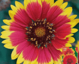 গেইলার্ডিয়া ফুল