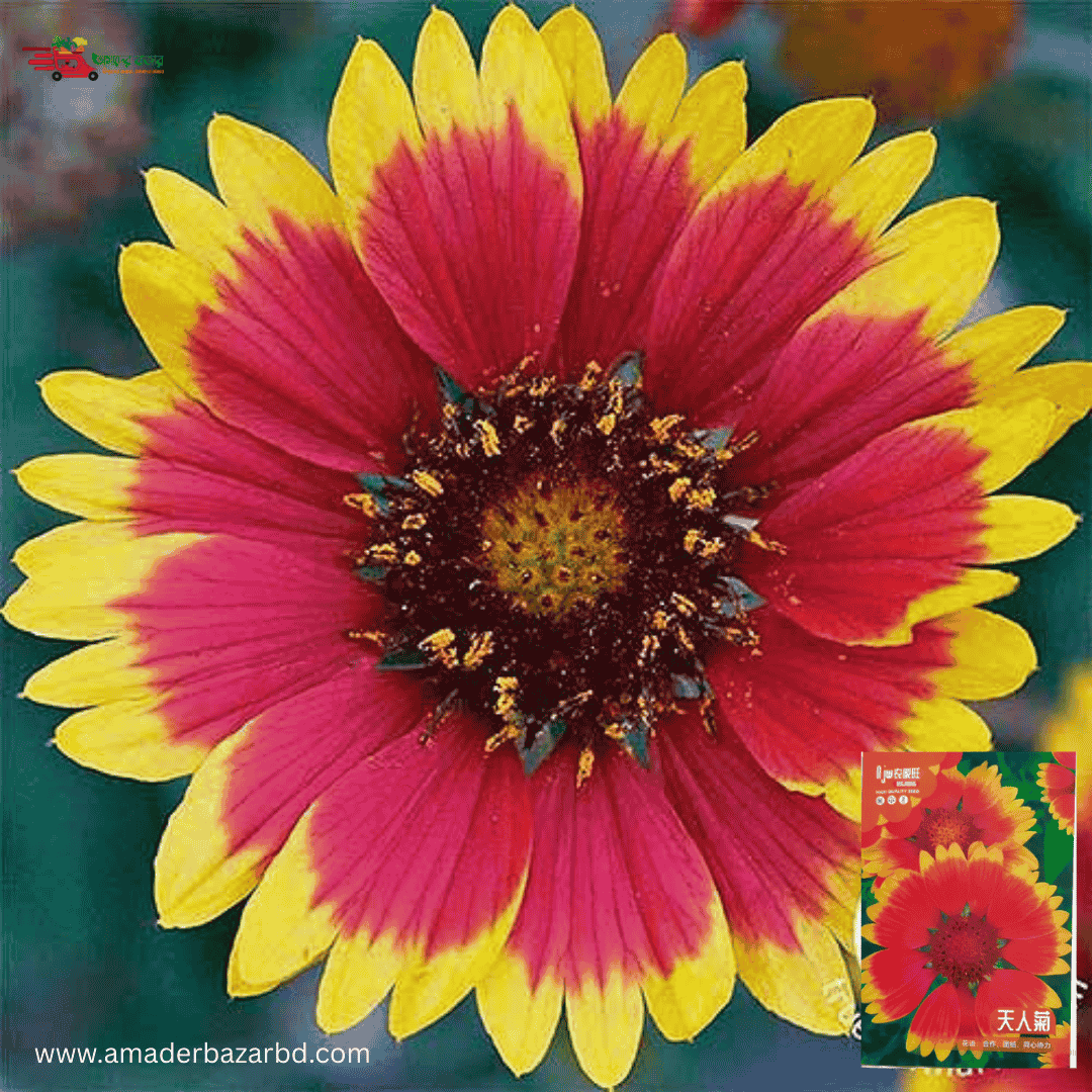 গেইলার্ডিয়া ফুল