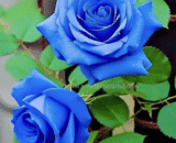 Royal Blue Rose