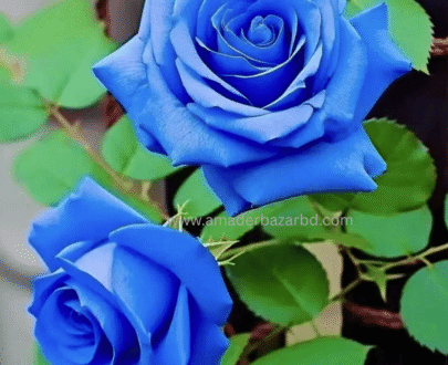 Royal Blue Rose