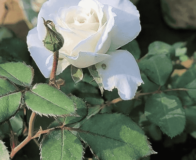 White Rose