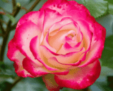 Double Delight Rose