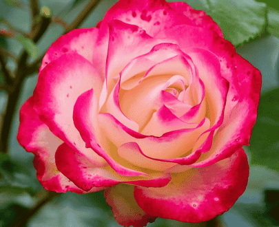 Double Delight Rose