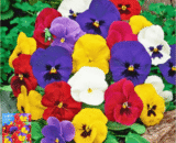 Pansy Flower - প্যান্সি ফুল