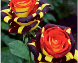 Multicolor Black Rose / Rainbow Magic Rose
