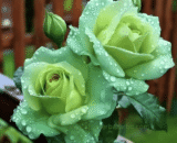 ইউরোপীয় Limbo Green Rose