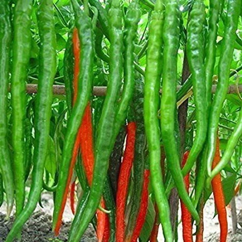 đļī¸ āĻāĻžā§āύāĻŋāĻ Green Long Chili - āϏāĻŦā§āĻ āϞāĻŽā§āĻŦāĻž āĻŽāϰāĻŋāĻ (āĻĒā§āϰāĻžāϝāĻŧ ā§Ŧā§Ļā§Ļ āĻŦā§āĻ) āϏā§āĻĒāĻžāϰ āϞāĻŽā§āĻŦāĻž (28â50 āϏā§āĻŽāĻŋ), āĻāĻŋāĻāύ āĻ āĻāĻā§āĻā§āĻŦāϞ āϏāĻŦā§āĻ āĻŽāϰāĻŋāĻāĨ¤ āĻā§āϏāĻž āĻŽāϏā§āĻŖ āĻ āĻāĻāĻāĻā§, āĻāĻžāĻāĻāĻž āĻ
āĻŦāϏā§āĻĨāĻžā§ āĻĄā§āĻĒ-āĻā§āϰā§āύ āĻāĻŦāĻ āĻĒāĻžāĻāϞ⧠āϞāĻžāϞāĻā§ āϰāĻā§ āĻĒāϰāĻŋāĻŖāϤ āĻšā§âāĻŦāĻžāĻāĻžāϰ⧠āĻĻāĻžāϰā§āύ āĻāĻāϰā§āώāĻŖā§ā§āĨ¤ āϏā§āĻŦāĻžāĻĻā§ āĻāĻžāϞ, āϏā§āĻŦāĻžāϏ āĻŦā§āĻļāĻŋ, āĻā§āĻā§āϏāĻāĻžāϰ āĻŽāĻāĻŽāĻā§âāϰāĻžāύā§āύāĻžā§ āĻāύ⧠āĻĻā§ā§ āĻŦāĻŋāĻļā§āώ āĻĢā§āϞā§āĻāĻžāϰāĨ¤ āĻāĻžāĻ āĻļāĻā§āϤāĻŋāĻļāĻžāϞā§, āϰā§āĻâāϏāĻšāύāĻļā§āϞ āĻāĻŦāĻ āϏāĻžāϰāĻžāĻŦāĻāϰāĻ āĻĒā§āϰāĻā§āϰ āĻĢāϞāύ āĻĻā§ā§āĨ¤ - Image 2