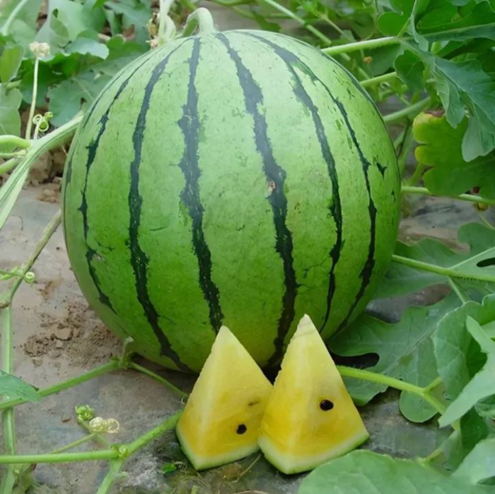 আমদানিকৃত Yellow-Flesh Watermelon - হলুদ শাঁসের তরমুজ (প্রায় ২০-২৫ বীজ) খোসা: সবুজ রঙের উপর কালচে ডোরা (striped green rind) । শাঁস: উজ্জ্বল হলুদ/গোল্ডেন ইয়েলো, রসালো ও মিষ্টি। ফল ছোট–মাঝারি সাইজের গোল/ওভাল দেখতে আকর্ষণীয়, স্বাদে খুব মিষ্টি ও রসালো—যার কারণে এটি প্রিমিয়াম বাজারে বিশেষভাবে জনপ্রিয়। - Image 3