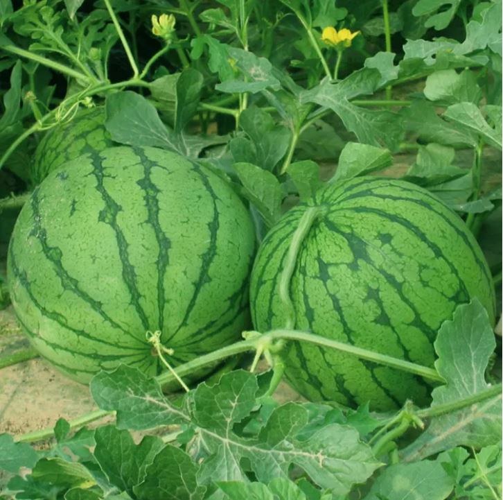 আমদানিকৃত Yellow-Flesh Watermelon - হলুদ শাঁসের তরমুজ (প্রায় ২০-২৫ বীজ) খোসা: সবুজ রঙের উপর কালচে ডোরা (striped green rind) । শাঁস: উজ্জ্বল হলুদ/গোল্ডেন ইয়েলো, রসালো ও মিষ্টি। ফল ছোট–মাঝারি সাইজের গোল/ওভাল দেখতে আকর্ষণীয়, স্বাদে খুব মিষ্টি ও রসালো—যার কারণে এটি প্রিমিয়াম বাজারে বিশেষভাবে জনপ্রিয়। - Image 4