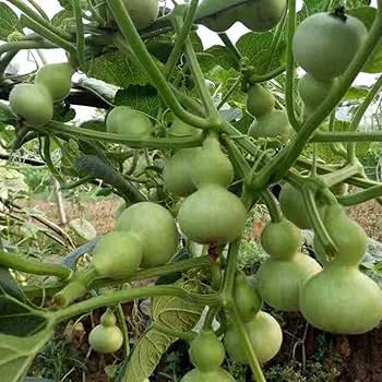চায়নিজ Miniature Gourd - ছোট লাউ (প্রায় ১০ বীজ) একটি অলংকারজাত লাউ, যা আকারে ছোট, হালকা ও আকর্ষণীয়। কাঁচা অবস্থায় সবুজ এবং পাকলে হালকা হলুদ/কমলা রঙ ধারণ করে। একক বা ডাবল (Hand Twisted) আকৃতির ফল শুকালে শক্ত খোলস তৈরি করে, যা ডেকোরেশনের জন্য আদর্শ। লতানো গাছটি প্রতিটি গাছে একাধিক ফল দেয় এবং মাচা বা ট্রেলিসে চাষ করলে ফলের আকৃতি আরও সুন্দর হয়। - Image 2