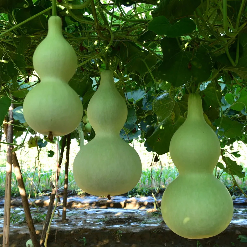 বিদেশী Calabash Gourd/ কলস লাউ (প্রায় ১০ বীজ) এটি লতানো অলংকারজাত লাউ, যার ফল কলসের মতো আকৃতির। কাঁচা অবস্থায় সবুজ, পাকলে হালকা হলুদ/কমলা রঙ হয় এবং শুকালে শক্ত খোলস তৈরি করে। এটি দীর্ঘদিন সংরক্ষণযোগ্য এবং ডেকোরেশন, শো-পিস ও হস্তশিল্পে ব্যাপকভাবে ব্যবহৃত হয়। প্রতিটি ফলের ওজন 1.5 – 3+ কেজি। - Image 2