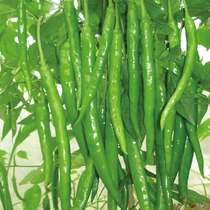 đļī¸ āĻāĻžā§āύāĻŋāĻ Green Long Chili - āϏāĻŦā§āĻ āϞāĻŽā§āĻŦāĻž āĻŽāϰāĻŋāĻ (āĻĒā§āϰāĻžāϝāĻŧ ā§Ŧā§Ļā§Ļ āĻŦā§āĻ) āϏā§āĻĒāĻžāϰ āϞāĻŽā§āĻŦāĻž (28â50 āϏā§āĻŽāĻŋ), āĻāĻŋāĻāύ āĻ āĻāĻā§āĻā§āĻŦāϞ āϏāĻŦā§āĻ āĻŽāϰāĻŋāĻāĨ¤ āĻā§āϏāĻž āĻŽāϏā§āĻŖ āĻ āĻāĻāĻāĻā§, āĻāĻžāĻāĻāĻž āĻ
āĻŦāϏā§āĻĨāĻžā§ āĻĄā§āĻĒ-āĻā§āϰā§āύ āĻāĻŦāĻ āĻĒāĻžāĻāϞ⧠āϞāĻžāϞāĻā§ āϰāĻā§ āĻĒāϰāĻŋāĻŖāϤ āĻšā§âāĻŦāĻžāĻāĻžāϰ⧠āĻĻāĻžāϰā§āύ āĻāĻāϰā§āώāĻŖā§ā§āĨ¤ āϏā§āĻŦāĻžāĻĻā§ āĻāĻžāϞ, āϏā§āĻŦāĻžāϏ āĻŦā§āĻļāĻŋ, āĻā§āĻā§āϏāĻāĻžāϰ āĻŽāĻāĻŽāĻā§âāϰāĻžāύā§āύāĻžā§ āĻāύ⧠āĻĻā§ā§ āĻŦāĻŋāĻļā§āώ āĻĢā§āϞā§āĻāĻžāϰāĨ¤ āĻāĻžāĻ āĻļāĻā§āϤāĻŋāĻļāĻžāϞā§, āϰā§āĻâāϏāĻšāύāĻļā§āϞ āĻāĻŦāĻ āϏāĻžāϰāĻžāĻŦāĻāϰāĻ āĻĒā§āϰāĻā§āϰ āĻĢāϞāύ āĻĻā§ā§āĨ¤ - Image 3