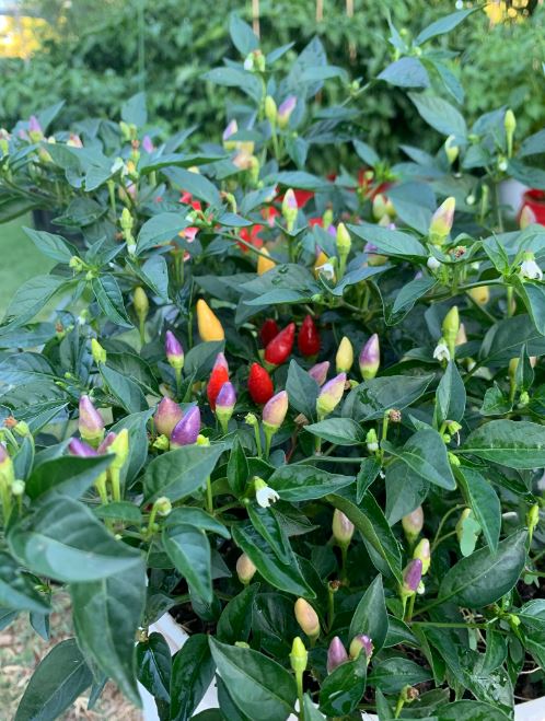 đļī¸ āĻŦāĻŋāĻĻā§āĻļā§ āϏā§āĻā§āύ āĻāĻžāϞāĻžāϰ āĻāĻŋāϞāĻŋ / āϰā§āĻāύāĻŦā§ āĻŽāϰāĻŋāĻ (āĻĒā§āϰāĻžāϝāĻŧ ā§§ā§Ļā§Ļ āĻŦā§āĻ) āĻāĻāĻ āĻāĻžāĻā§ āĻāĻāϏāĻžāĻĨā§ (ā§Ģâā§) āϰāĻā§āϰ āĻŽāϰāĻŋāĻ āϧāϰ⧠āĨ¤ āĻāĻāĻ āĻāĻžāĻā§ āĻŽāϰāĻŋāĻ āϧā§āϰ⧠āϧā§āϰ⧠ā§Ģâā§ āĻŦāĻžāϰ āϰāĻ āĻŦāĻĻāϞāĻžā§ āϝāĻž āĻāĻžāĻāĻāĻŋāĻā§ āϰāĻāϧāύā§āϰ āĻŽāϤ⧠āϏāĻžāĻāĻŋāϝāĻŧā§ āϤā§āϞā§āĨ¤ āĻāĻ āϰāĻā§āϰ āĻĒāϰāĻŋāĻŦāϰā§āϤāύāĻāĻžāĻ āĻāĻžāĻāĻā§ āϰā§āĻāύāĻŦā§ āϞā§āĻ āĻĻā§ā§āĨ¤ āĻāύā§āύāϤāĻŽāĻžāύā§āϰ āĻāĻŦā§āώāĻŖāĻžāĻāĻŋāϤā§āϤāĻŋāĻ āĻŦā§āĻ āĻšāĻā§āĻžā§ āĻ
āĻā§āĻā§āϰā§āĻĻā§āĻāĻŽ āĻšāĻžāϰ ⧝ā§Ŧ% āĻĒāϰā§āϝāύā§āϤāĨ¤ - Image 3