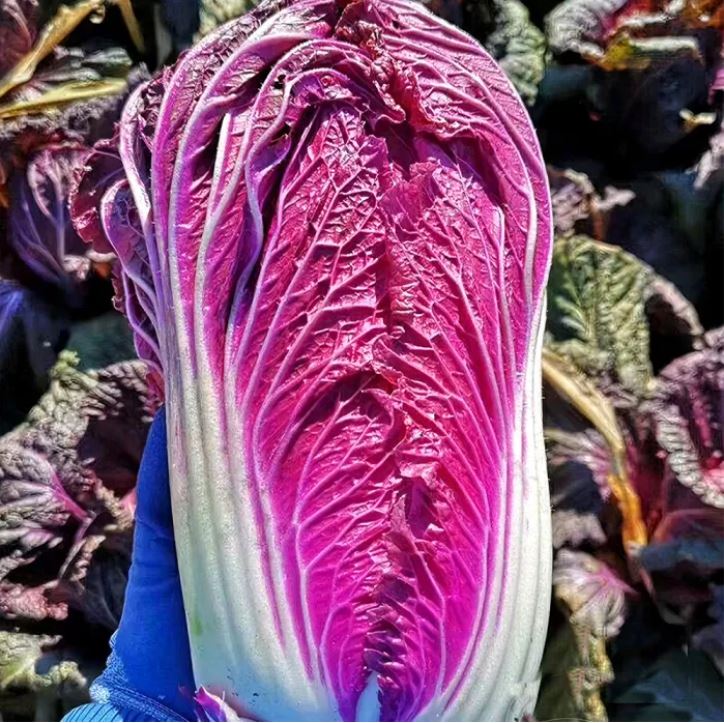 আমদানিকৃত Purple Cabbage (বেগুনি বাঁধাকপি) বাইরের ও ভেতরের পাতা অংশটি উজ্জ্বল বেগুনি রঙের । দেখতে সুন্দর তেমনি স্বাদেও অতুলনীয়→ পাতাগুলো নরম, আঁশ কম। ৬০ দিনের মধ্যেই পূর্ণাঙ্গভাবে পরিপক্ব হয়→ গড় ওজন প্রায় ৮ কেজি পর্যন্ত। - Image 4