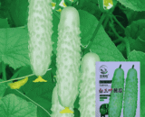 White Cucumber