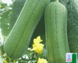 ধুন্দল-01