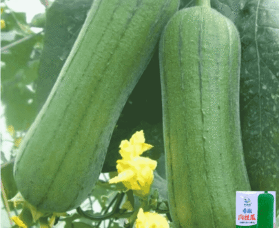 ধুন্দল-01