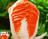 Fire Phoenix Cabbage