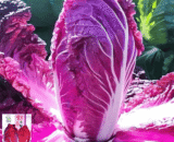 Purple Cabbage
