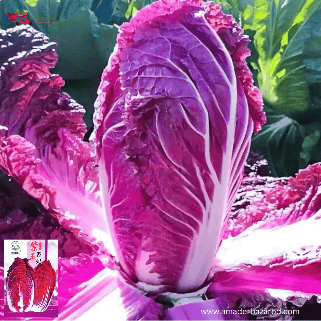 Purple Cabbage