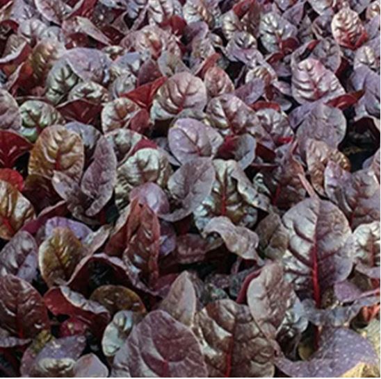 চাইনিজ পার্পেল পালং শাক (৩ গ্রাম বীজ ) চীনা আধুনিক প্রযুক্তিতে আবিষ্কৃত উন্নত হাইব্রিড উন্নত জাত— কম সময়ে বেশি ফলন দেয়। বেগুনি ও সবুজ মিশ্রিত আকর্ষণীয় রঙের এই পালং শাকের পাতা নরম, মসৃণ ও রসালো। দ্রুত বৃদ্ধি পায় এবং স্বাদে সুস্বাদু ও পুষ্টিগুণে সমৃদ্ধ। - Image 3