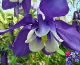 Columbine