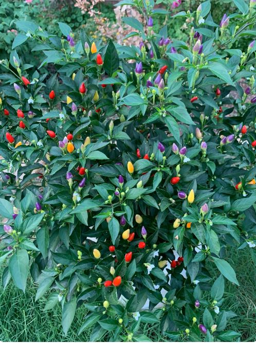 đļī¸ āĻŦāĻŋāĻĻā§āĻļā§ āϏā§āĻā§āύ āĻāĻžāϞāĻžāϰ āĻāĻŋāϞāĻŋ / āϰā§āĻāύāĻŦā§ āĻŽāϰāĻŋāĻ (āĻĒā§āϰāĻžāϝāĻŧ ā§§ā§Ļā§Ļ āĻŦā§āĻ) āĻāĻāĻ āĻāĻžāĻā§ āĻāĻāϏāĻžāĻĨā§ (ā§Ģâā§) āϰāĻā§āϰ āĻŽāϰāĻŋāĻ āϧāϰ⧠āĨ¤ āĻāĻāĻ āĻāĻžāĻā§ āĻŽāϰāĻŋāĻ āϧā§āϰ⧠āϧā§āϰ⧠ā§Ģâā§ āĻŦāĻžāϰ āϰāĻ āĻŦāĻĻāϞāĻžā§ āϝāĻž āĻāĻžāĻāĻāĻŋāĻā§ āϰāĻāϧāύā§āϰ āĻŽāϤ⧠āϏāĻžāĻāĻŋāϝāĻŧā§ āϤā§āϞā§āĨ¤ āĻāĻ āϰāĻā§āϰ āĻĒāϰāĻŋāĻŦāϰā§āϤāύāĻāĻžāĻ āĻāĻžāĻāĻā§ āϰā§āĻāύāĻŦā§ āϞā§āĻ āĻĻā§ā§āĨ¤ āĻāύā§āύāϤāĻŽāĻžāύā§āϰ āĻāĻŦā§āώāĻŖāĻžāĻāĻŋāϤā§āϤāĻŋāĻ āĻŦā§āĻ āĻšāĻā§āĻžā§ āĻ
āĻā§āĻā§āϰā§āĻĻā§āĻāĻŽ āĻšāĻžāϰ ⧝ā§Ŧ% āĻĒāϰā§āϝāύā§āϤāĨ¤ - Image 4