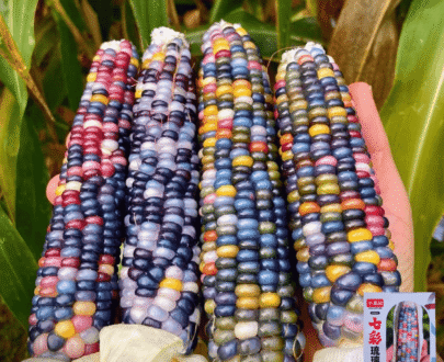 রঙিন ভুট্টা