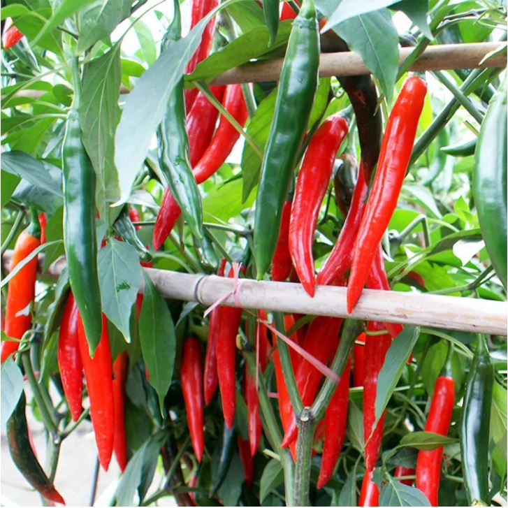 বিদেশী F1 Hybrid Long Red Chili- লম্বা লাল মরিচ (প্রায় ১০০ বীজ) উজ্জ্বল সবুজ → লাল রঙে পরিবর্তন, লম্বা ও চিকন আকৃতি। উচ্চ ঝাল, সুগন্ধি ও পাতলা খোসা। প্রতি গাছে 120–200+ মরিচ ধরে দীর্ঘ সময় ধরে। প্রতি মরিচের গড় দৈর্ঘ্য 12–16 সেমি ও ওজন ৮–১২ গ্রাম। গ্যারান্টিযুক্ত 85–98% অঙ্কুরোদ্গম হার। - Image 2