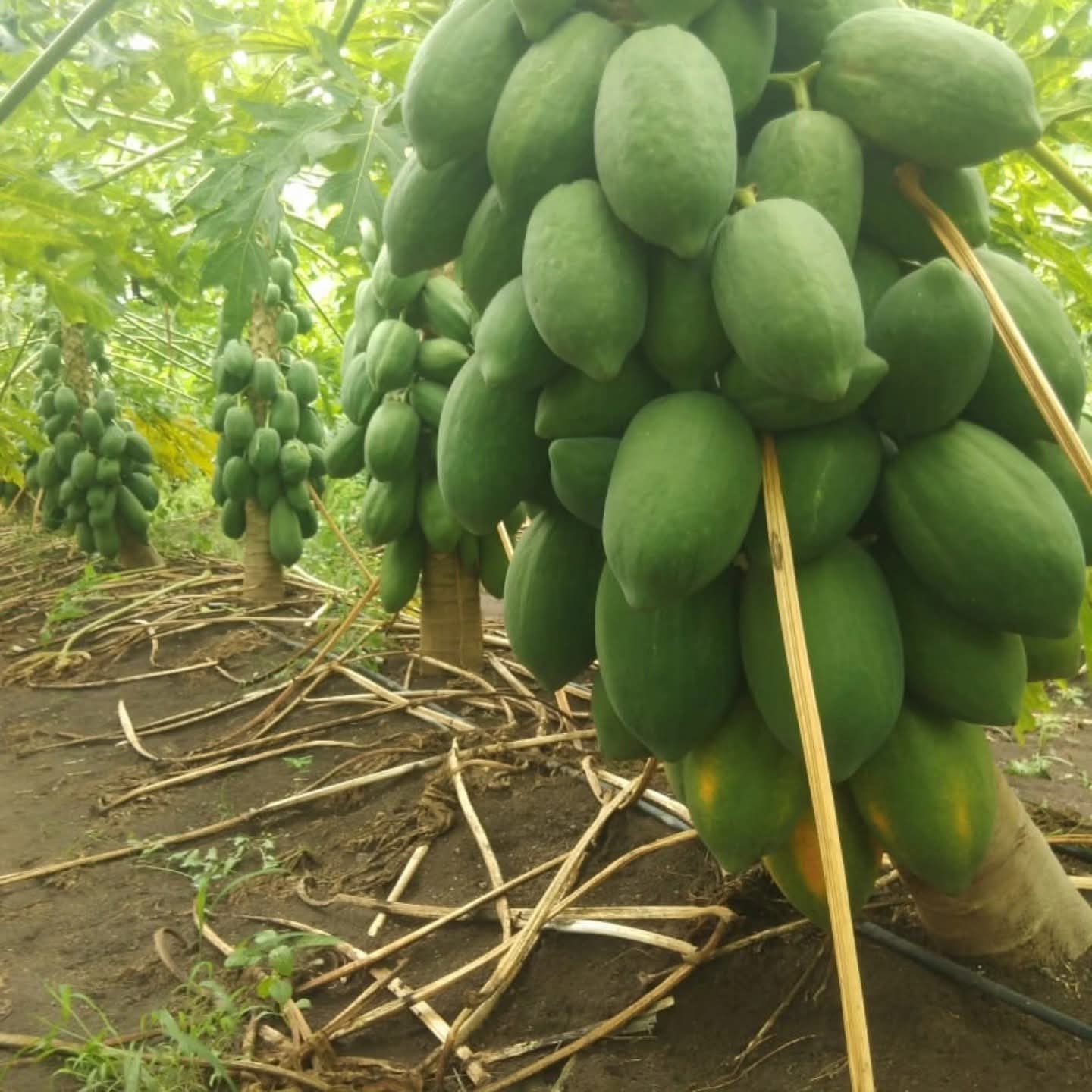 ইমপোর্টেড Milk Papaya – পেঁপে (প্রায় ৫০ বীজ) পাকা হলে খোসা হলুদ-কমলা, ভিতরের শাঁস ক্রিমি ও গাঢ় কমলা/লালচে কমলা। শাঁস নরম, মিষ্টি ও সুগন্ধি, কম আঁশযুক্ত। ফল সাধারণত ডিম্বাকার বা লম্বাটে, আকর্ষণীয় রঙ ও আকৃতি; স্বাদে মিষ্টি এবং বাজারে দ্রুত গ্রহণযোগ্য। - Image 3