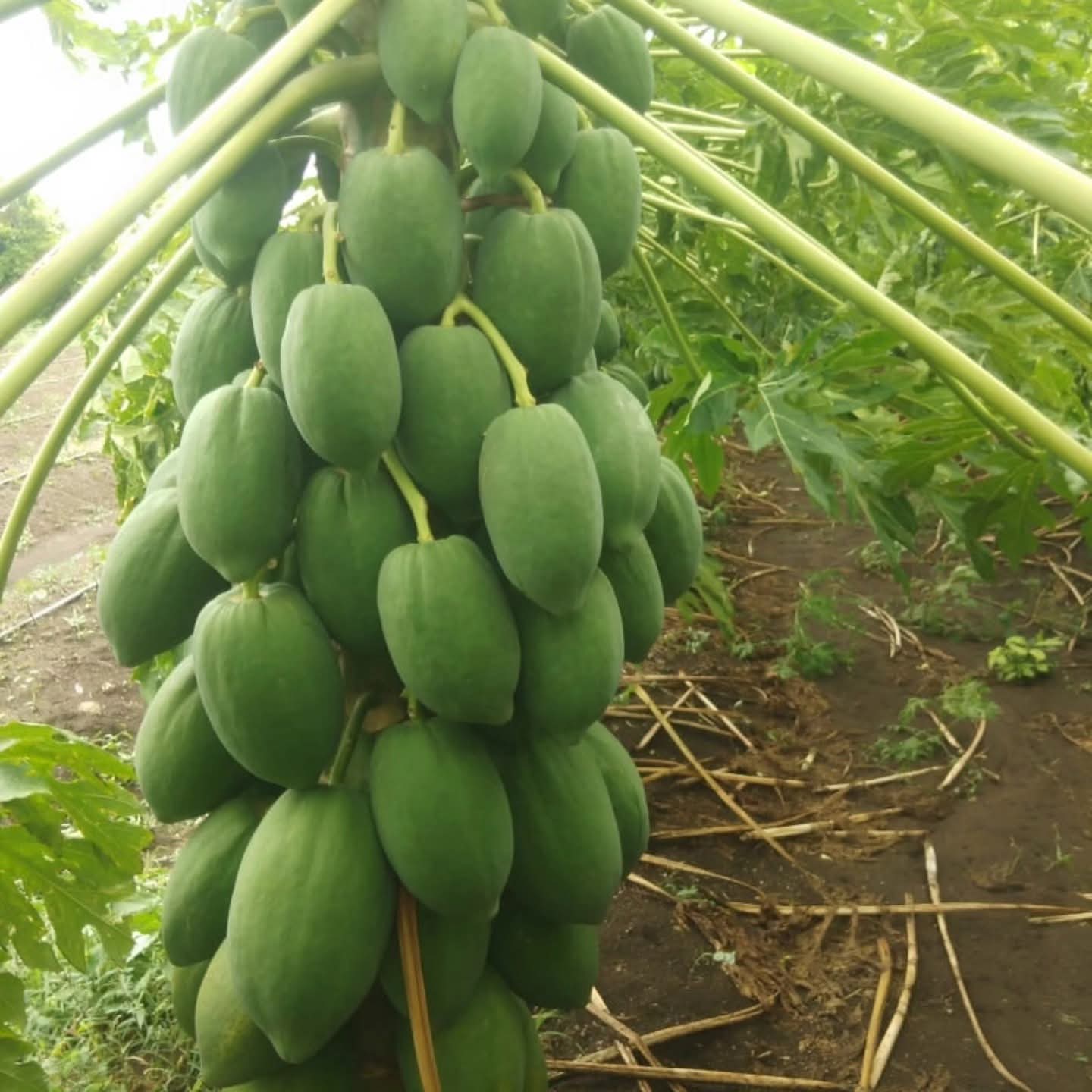 ইমপোর্টেড Milk Papaya – পেঁপে (প্রায় ৫০ বীজ) পাকা হলে খোসা হলুদ-কমলা, ভিতরের শাঁস ক্রিমি ও গাঢ় কমলা/লালচে কমলা। শাঁস নরম, মিষ্টি ও সুগন্ধি, কম আঁশযুক্ত। ফল সাধারণত ডিম্বাকার বা লম্বাটে, আকর্ষণীয় রঙ ও আকৃতি; স্বাদে মিষ্টি এবং বাজারে দ্রুত গ্রহণযোগ্য। - Image 4