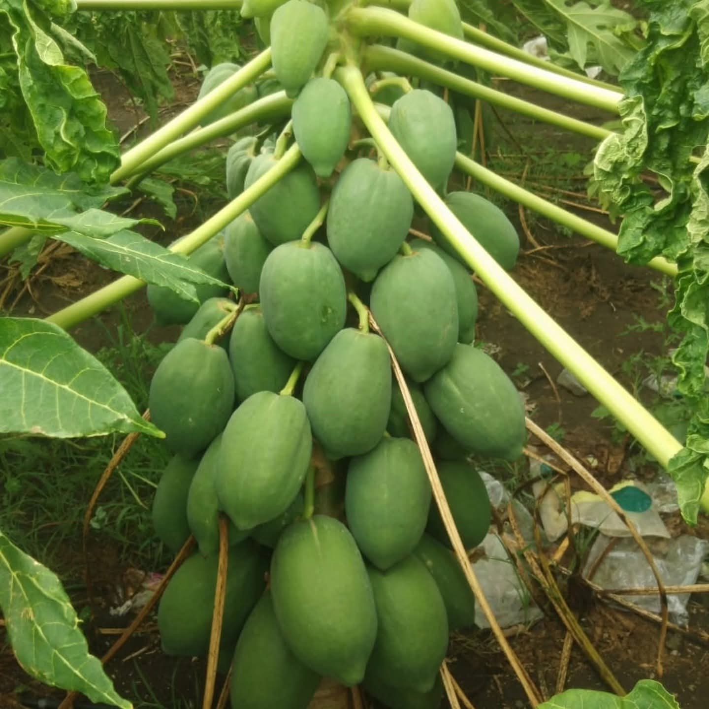 ইমপোর্টেড Milk Papaya – পেঁপে (প্রায় ৫০ বীজ) পাকা হলে খোসা হলুদ-কমলা, ভিতরের শাঁস ক্রিমি ও গাঢ় কমলা/লালচে কমলা। শাঁস নরম, মিষ্টি ও সুগন্ধি, কম আঁশযুক্ত। ফল সাধারণত ডিম্বাকার বা লম্বাটে, আকর্ষণীয় রঙ ও আকৃতি; স্বাদে মিষ্টি এবং বাজারে দ্রুত গ্রহণযোগ্য। - Image 5