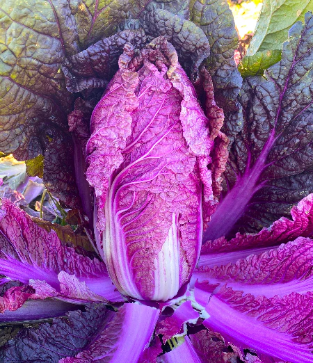 আমদানিকৃত Purple Cabbage (বেগুনি বাঁধাকপি) বাইরের ও ভেতরের পাতা অংশটি উজ্জ্বল বেগুনি রঙের । দেখতে সুন্দর তেমনি স্বাদেও অতুলনীয়→ পাতাগুলো নরম, আঁশ কম। ৬০ দিনের মধ্যেই পূর্ণাঙ্গভাবে পরিপক্ব হয়→ গড় ওজন প্রায় ৮ কেজি পর্যন্ত। - Image 2