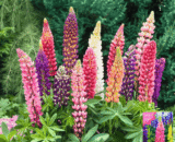 লুপিন ফুল