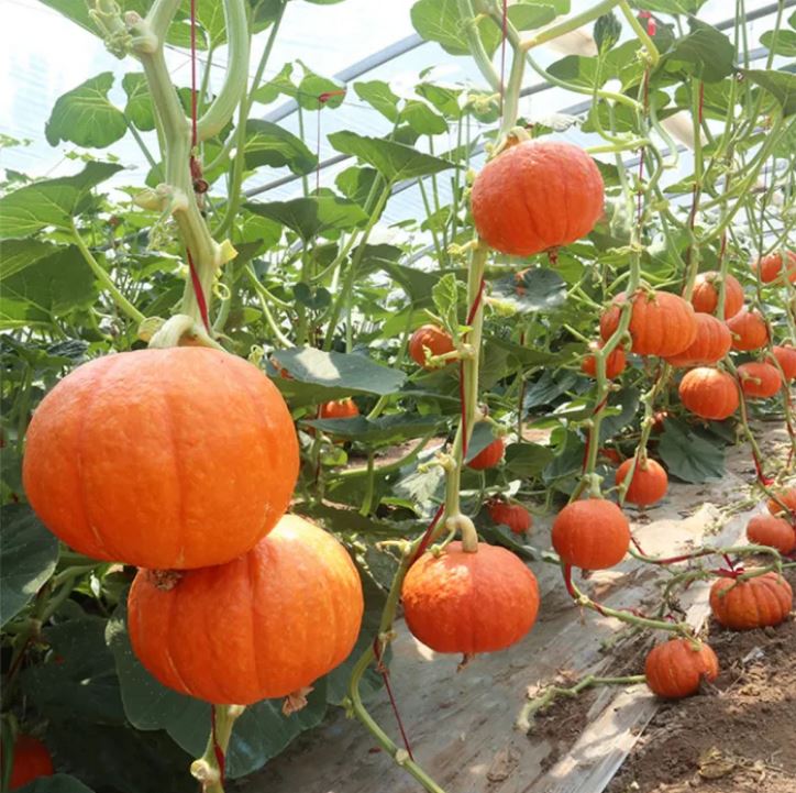 Chinese Red Pumpkin - লাল কুমড়া (প্রায় ১৫–১৭ বীজ) একটি প্রিমিয়াম উচ্চ ফলনশীল জাত। বড়, গোল ও সমান আকৃতির উজ্জ্বল লাল–কমলা রঙের ফল বাজারে দারুণ আকর্ষণীয়। শাঁস পুরু, নরম ও মিষ্টি হওয়ায় রান্না ও বাণিজ্যিক চাষে অত্যন্ত লাভজনক। প্রতিটি কুমড়ার গড় ওজন ৩-৬ কেজি ও গাছ প্রতি ফলন ৪-৮টি বড় কুমড়া। - Image 2