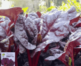 পার্পেল পালং শাক