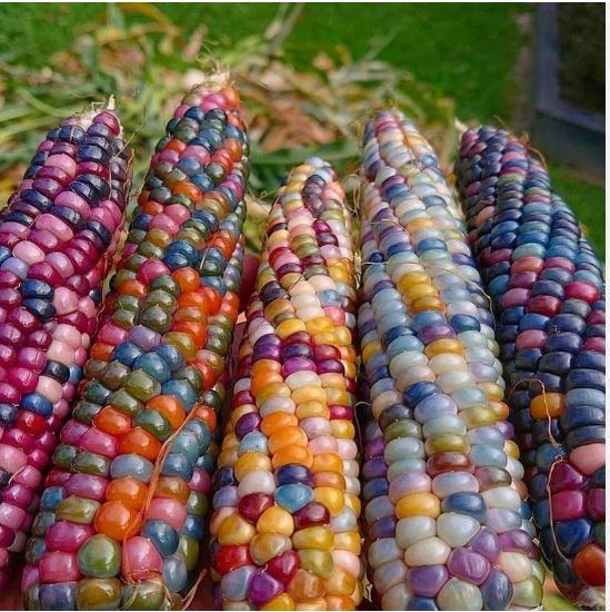 বিদেশী Seven Color Waxy Corn - সাত রঙা ভুট্টা / রেইনবো ভুট্টা (প্রায় ২০ গ্রাম) ওয়াক্সি/গ্লুটিনাস কর্ন জাতের একটি রঙিন ভুট্টা, যেখানে একই শুঁটিতে ৭+ রঙের দানা থাকে। দানা নরম, হালকা মিষ্টি ও স্টিকি টেক্সচারের। শুঁটি লম্বাটে ও ঘন দানা-যুক্ত, স্টিম বা বয়েল করার পর রঙ আরও উজ্জ্বল হয়। আকর্ষণীয় রেইনবো আকৃতি বিশেষ রান্নায় জনপ্রিয়। - Image 4