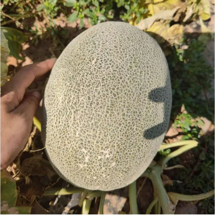 ইমপোর্টকৃত সাম্মাম ফল (প্রায় ৫০-৬০ বীজ) আকার ও আকৃতি- গোল থেকে ডিম্বাকৃতি, মাঝারি–বড় সাইজ। খোসা- ধূসর-সবুজ/হালকা সবুজ জালি (নেটেড) নকশা। শাঁস- গাঢ় কমলা, রসালো ও সুগন্ধি। স্বাদ- টক-মিষ্টি, ঠান্ডা খেলে দারুণ। ফলের ওজন প্রায় ১.৫–৩ কেজি পর্যন্ত হতে পারে। - Image 5