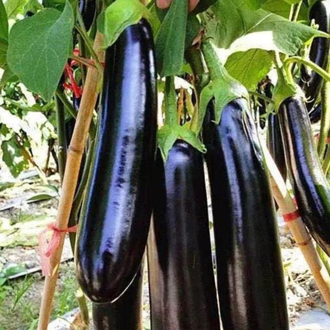 বিদেশী Long Purple Eggplant - লম্বা বেগুনি বেগুন (প্রায় ২০০ বীজ) চীনের উন্নত কৃষি প্রযুক্তিতে উদ্ভাবিত একটি উচ্চ ফলনশীল ও বাজারচাহিদাসম্পন্ন বেগুনের জাত। এর লম্বা–সরু আকৃতি, চকচকে গাঢ় বেগুনি রঙ ও নরম শাঁসের কারণে ভোক্তা ও চাষি উভয়ের কাছেই জনপ্রিয়। ফলের দৈর্ঘ্য প্রায় ৩০–৩৫ সেমি এবং প্রতিটির ওজন আনুমানিক ২০০–৩৫০ গ্রাম। - Image 2