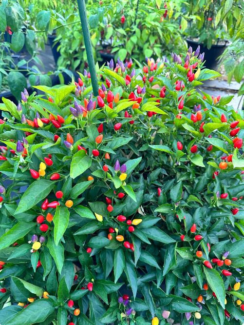 đļī¸ āĻŦāĻŋāĻĻā§āĻļā§ āϏā§āĻā§āύ āĻāĻžāϞāĻžāϰ āĻāĻŋāϞāĻŋ / āϰā§āĻāύāĻŦā§ āĻŽāϰāĻŋāĻ (āĻĒā§āϰāĻžāϝāĻŧ ā§§ā§Ļā§Ļ āĻŦā§āĻ) āĻāĻāĻ āĻāĻžāĻā§ āĻāĻāϏāĻžāĻĨā§ (ā§Ģâā§) āϰāĻā§āϰ āĻŽāϰāĻŋāĻ āϧāϰ⧠āĨ¤ āĻāĻāĻ āĻāĻžāĻā§ āĻŽāϰāĻŋāĻ āϧā§āϰ⧠āϧā§āϰ⧠ā§Ģâā§ āĻŦāĻžāϰ āϰāĻ āĻŦāĻĻāϞāĻžā§ āϝāĻž āĻāĻžāĻāĻāĻŋāĻā§ āϰāĻāϧāύā§āϰ āĻŽāϤ⧠āϏāĻžāĻāĻŋāϝāĻŧā§ āϤā§āϞā§āĨ¤ āĻāĻ āϰāĻā§āϰ āĻĒāϰāĻŋāĻŦāϰā§āϤāύāĻāĻžāĻ āĻāĻžāĻāĻā§ āϰā§āĻāύāĻŦā§ āϞā§āĻ āĻĻā§ā§āĨ¤ āĻāύā§āύāϤāĻŽāĻžāύā§āϰ āĻāĻŦā§āώāĻŖāĻžāĻāĻŋāϤā§āϤāĻŋāĻ āĻŦā§āĻ āĻšāĻā§āĻžā§ āĻ
āĻā§āĻā§āϰā§āĻĻā§āĻāĻŽ āĻšāĻžāϰ ⧝ā§Ŧ% āĻĒāϰā§āϝāύā§āϤāĨ¤ - Image 2