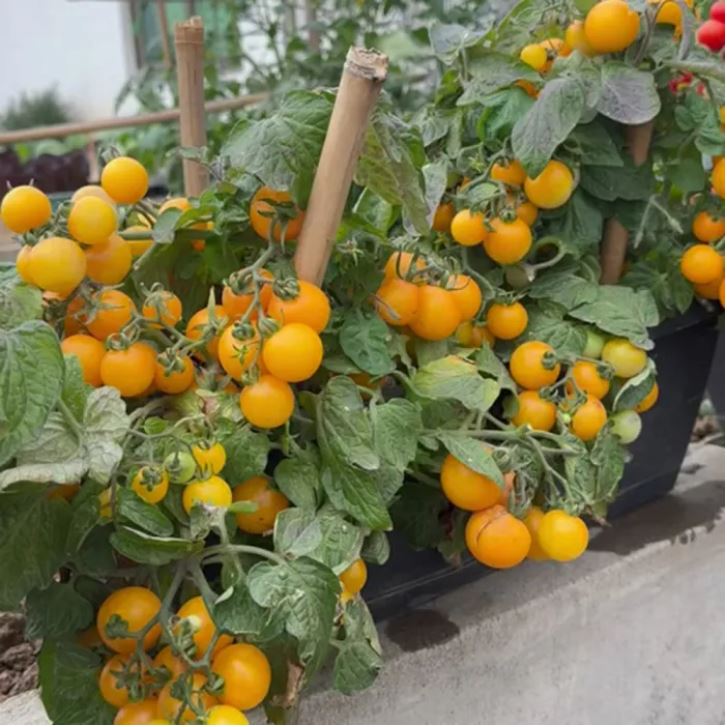 বিদেশী Yellow Cherry Tomato (প্রায় ২০০ বীজ) ইয়েলো চেরি টমেটো একটি উজ্জ্বল হলুদ রঙের আকর্ষণীয় চেরি টমেটো জাত। ফলগুলো আকারে ছোট ও গোলাকার চেরি সাইজের, খোসা মসৃণ ও চকচকে এবং ভেতরে রসালো। স্বাদে মিষ্টি ও হালকা টক হওয়ায় কাঁচা খাওয়া ও সালাদের জন্য খুবই উপযোগী। গাছে গড়ে ২–৩.৫ কেজি পর্যন্ত ফলন এবং প্রতিটি থোকায় ১৫–২৫টি চেরি টমেটো ধরে। - Image 3